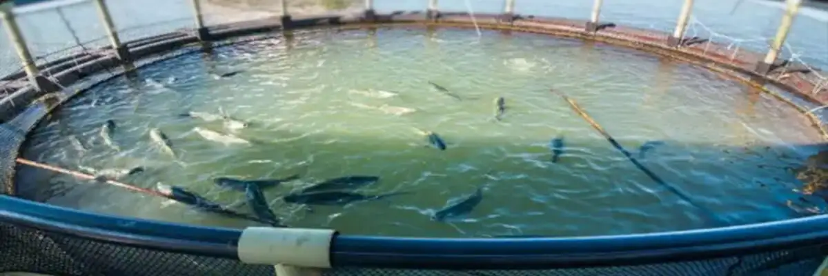 Круглый бассейн с водой для разведения рыбы в рыбном хозяйстве